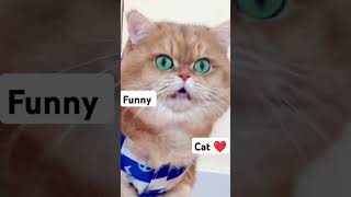 cat song  #cat #catlover #india #usa #everyone #europe #india #italy #islam #subscribe #ytshorts