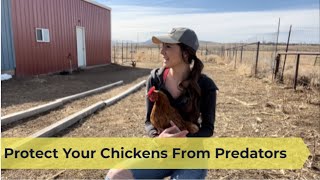 How To Keep Your Chickens Safe From Predators | 6 Tips