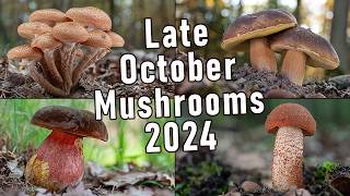 Late October Mushroom Foraging 2024 - Boletus Edulis | Saffron Milkcap | Funghi Porcini | #mushrooms