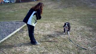 Our Border Collie Fetching a stick