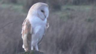 Barn Owl in the Wind