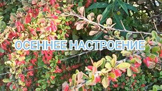 ОСЕННЕЕ НАСТРОЕНИЕ🍁😉Мой поход в ТЦ 🇧🇻 Покупки🛍️ Надеюсь Вам понравится 🤗