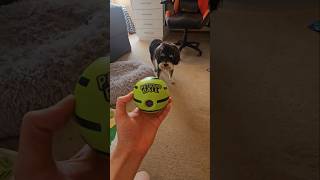 Miniature Schnauzer Curious About Pet Sound Ball