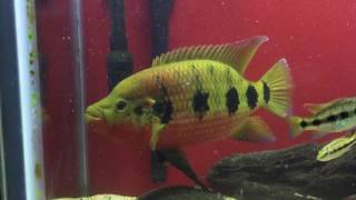 WC Hemichromis Fasicatus (Male) - Aggression Spot & Color change