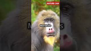 Mandrill