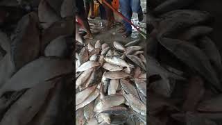 hilsa fish 🐠🐠.....