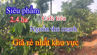 2.4 ha cafe tiêu nguon thu mạnh mặt đường thông dân cư ở xung quanh giá rẻ