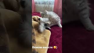 Вяжем вместе 🐈🥰🐈)