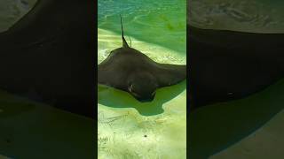 Bat Rays love gentle touches #stingray #animals #viral #trending #shorts #fun