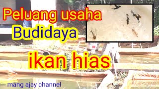 inspirasi usaha budidaya ikan hias air tawar di kolam terpal