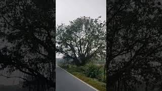 भयानक पीपल का पेड़ 💥🌳🌴| #shorts #viral #manoranjanvlogs