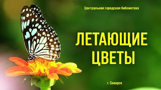 Видеопрезентация «Бабочки. Летающие цветы», ко Дню бабочек (12+)