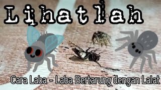 PERTARUNGAN LABA LABA VS LALAT