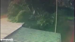 Grandad Crushed by 60ft Tree During Storm || Dogtooth Media