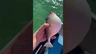 This pufferfish said “Bye Felicia” #shorts #trending #explore #youtube #animals