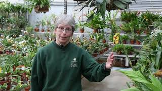 Spotlight Series: Orchid Greenhouses with Babs Wagner