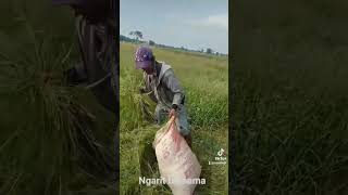 Ngarit bersama di sawah