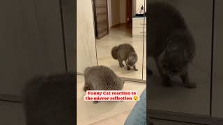 funny cat reaction #puppy #cute #pets #pet #funny #animal #cat #cats #catsshort #catlover #cattys