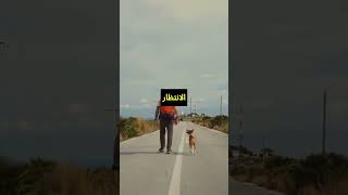 الكلب الاوفى في العالم