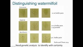 MAISRC | Hybrid Watermilfoil Webinar