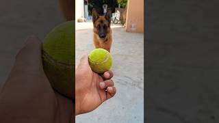 German shepherd dog play with tennis ball #viral #trending #music #youtubeshorts #shorts #short