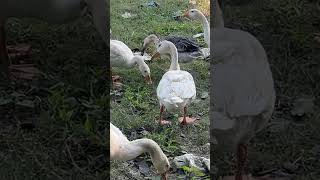 রাজা হাঁস #@ #ahad #duck #dhakauniversity #goose #publicuniversity #bird