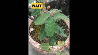 TOUCH ME NOT / MIMOSA PUDICA PLANT #plantphysiology #bioLOGY