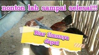 Bagaimana mau dapat ilmunya kalau menonton chanel peternak setengah2#ayamkampung #ayam