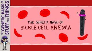 The genetic basis of sickle cell anemia: Why I want to join the HbA-Team