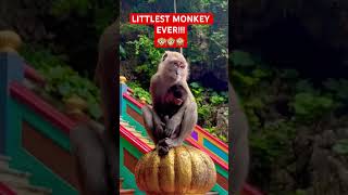 This is SO CUTE!!! #shorts #trending #monkey #babymonkey #cute #beautiful #omg #malayalam #nature