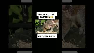 Yeah, Multiple Botflies Attach Themselves To A Squirrel, See For Yourself #shorts #tiktok #insect