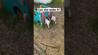 Baby goats getting used to having LEGS