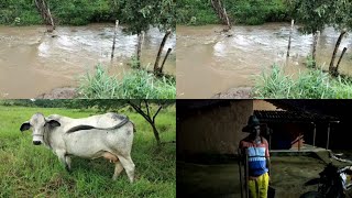 FUI NO OUTRO CERCADO OLHAR SE A ENCHENTE DO RIO LEVOU A CERCA/TEM VACA AMOJANDO