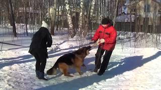 Немецкая овчарка. 18 месяцев. Занятие на охрану за 1 месяц.