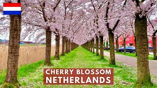 NL VLOG #18 Cherry Blossom in Netherlands | Taman Bunga Sakura di Belanda | Kersenbloesem Almere