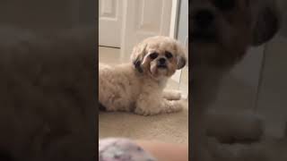 Cute Animals |Funny animals Reaction 2021#709.