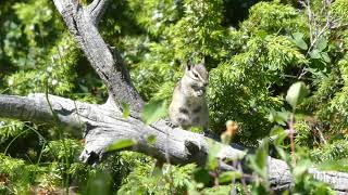 Chipmonk Calling in the  Rockies, near Rawlins, USA