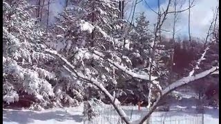 Winter Wonderland -Part2- Pruning apples in the snow