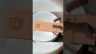 Best Mouse/Rat Trap Bucket #shorts #invention #mousetrap