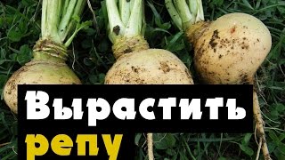 РЕПА - выращивание репы петровской