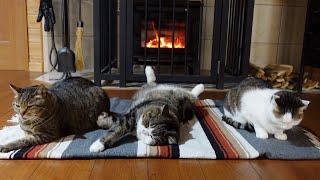 薪ストーブがすっかりお気に入りなねこ。-Maru completely fell in love with the wood stove.-