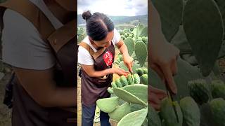 Cactus farming in china - 🇨🇳