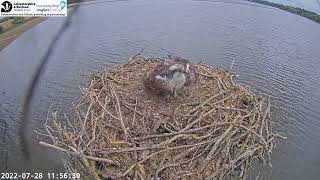 28-7-2022 Manton bay strange call by Osprey 33