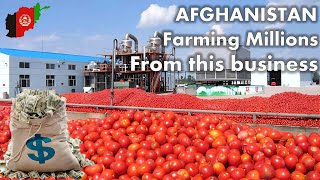 Afghanistan RED Gold, this Industry will be Worth Billions Soon