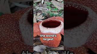 The Corpse Flower: A Giant in the Rainforest #facts #shorts