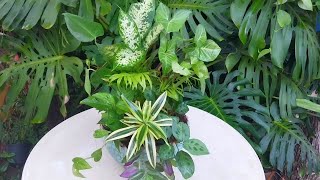 Beautiful and Vibrant Indoor plants Arrangement | Beautiful Houseplants