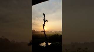 Good Morning🌞 / মিষ্টি সকালের  সুপ্রভাত  #সুপ্রভাত #goodmorning #viralvideo