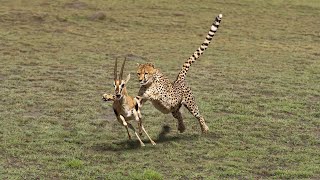 How Cheetah Attacks Gazelle