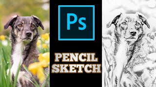 Pencil Sketch Effect Techniques in Photoshop 2021 | #Shorts