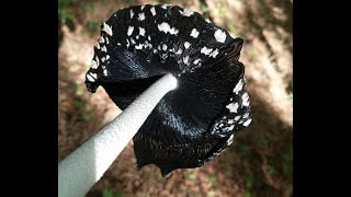 Photogenic fungi - episodul unu.